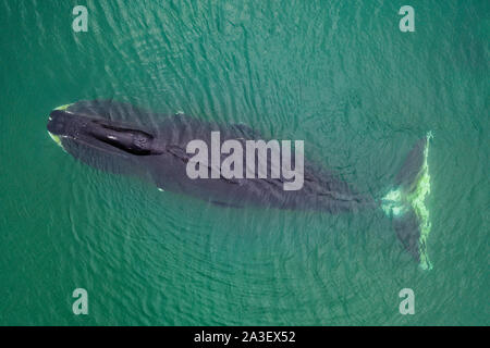 Balena di Bowhead, Isole Shantar, Russia. Foto Stock