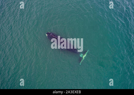 Vista aerea di una balena bowhead, Balaena mysticetus, Mare di Ohotsk, Russia orientale. Foto Stock