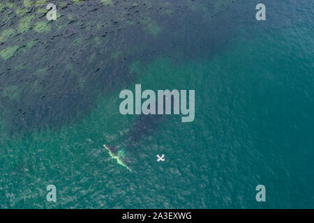 Vista aerea di una balena bowhead, Balaena mysticetus, Mare di Ohotsk, Russia orientale. Foto Stock