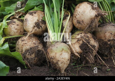 Fresche raccolte bianco delle barbabietole organico recante sulla terra. Barbabietole con foglia. Unwashed barbabietole. Foto Stock