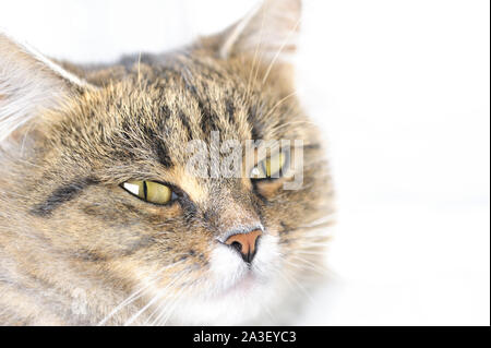 Gatto con il giallo e verde, gli occhi guardando la fotocamera su sfondo bianco. Messa a fuoco selettiva.ritratto. Foto Stock