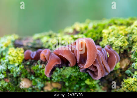 Funghi su un tronco di albero. Non funghi commestibili, in crescita soprattutto all'albero caduto in autunno caduta stagione Foto Stock