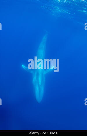 Balena Blu, Balaenoptera musculus, vista subacquea, specie in via di estinzione, Oceano Atlantico, le Azzorre. Foto Stock