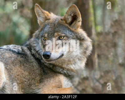 Eurasian lupo Canis lupus captive Foto Stock