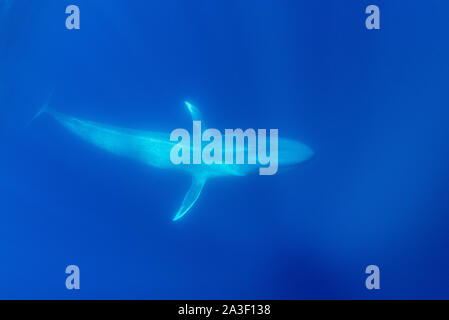 Balena Blu, Balaenoptera musculus, vista subacquea, specie in via di estinzione, Oceano Atlantico, le Azzorre. Foto Stock
