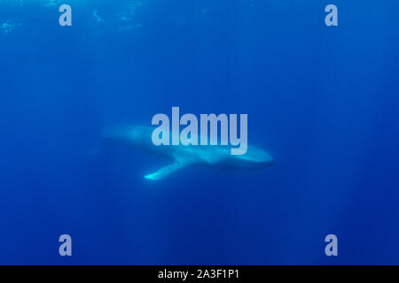 Balena Blu, Balaenoptera musculus, vista subacquea, specie in via di estinzione, Oceano Atlantico, le Azzorre. Foto Stock