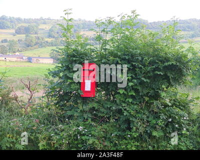 Un rosso casella postale (ancora in uso) si trova nel mezzo di una siepe in una posizione rurale vicino al borgo di Snitterton nr Matlock Derbyshire Regno Unito Foto Stock