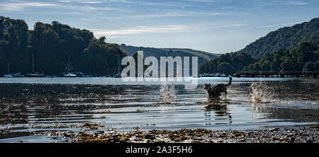 Cane il recupero di stick, River Dart vicino Dittisham, Devon, Regno Kinhdom Foto Stock