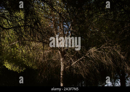 Sole che splende attraverso gli alberi di pino in Infanta Elena Park, Siviglia, Spagna Foto Stock