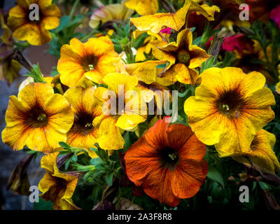 Bel colore giallo e arancione nelle petunie close up Foto Stock
