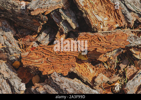 Corteccia di pino e gli scolitidi. Pino danneggiato da scolitidi. La foresta di sun. Foto Stock