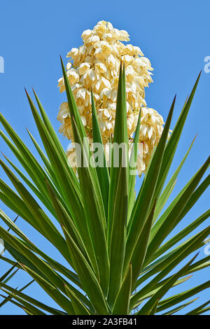 Dettagli su rami di gigante yucca e il suo fiore Foto Stock