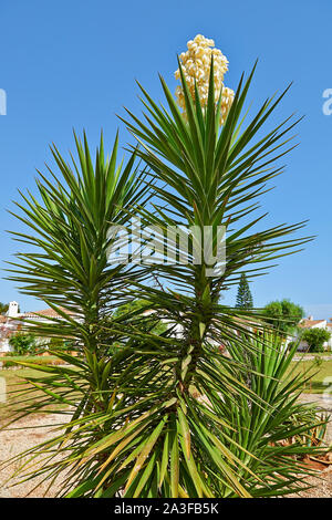 Dettagli su rami di gigante yucca e il suo fiore Foto Stock