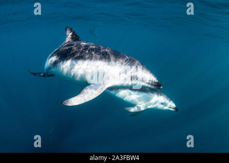 Pod di dusky delfini, Lagenorhynchus obscurus, vicino alla superficie, Golfo Nuevo, Penisola di Valdes, Argentina. Foto Stock