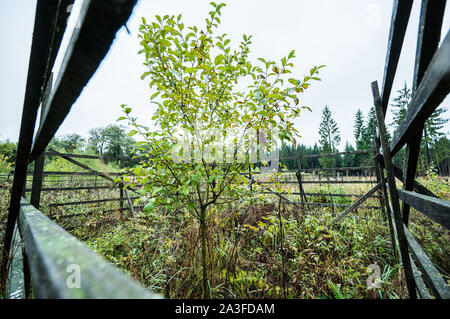 Bad Sobernheim, Germania. 07 ott 2019. Un giovane albero è protetto da selvatici navigando per cancelli in legno. Durante una escursione, Ministero dell'ambiente della Renania Palatinato ha spiegato lo sviluppo della foresta di fronte al cambiamento climatico. Credito: Andreas Arnold/dpa/Alamy Live News Foto Stock