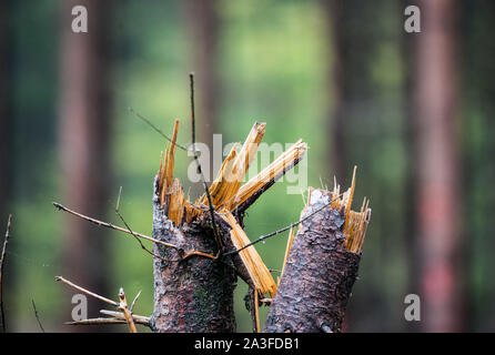 Bad Sobernheim, Germania. 07 ott 2019. C'è una conifera rotto nel bosco. Durante una escursione, Ministero dell'ambiente della Renania Palatinato ha spiegato lo sviluppo della foresta di fronte al cambiamento climatico. Credito: Andreas Arnold/dpa/Alamy Live News Foto Stock