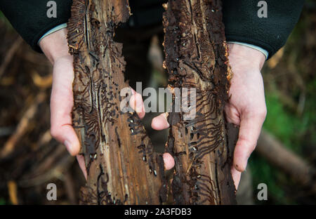 Bad Sobernheim, Germania. 07 ott 2019. Un guardaboschi contiene due pezzi di corteccia in cui il bostrico ha nidificato. Durante una escursione, Ministero dell'ambiente della Renania Palatinato ha spiegato lo sviluppo della foresta di fronte al cambiamento climatico. Credito: Andreas Arnold/dpa/Alamy Live News Foto Stock