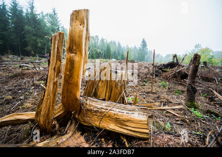 Bad Sobernheim, Germania. 07 ott 2019. Un piegato conifera albero sorge su uno spazio aperto che è sorto a causa di rottura del vento. Il Ministero dell'ambiente della Renania Palatinato spiega su una escursione che lo sviluppo del settore forestale in vista del cambiamento climatico. Credito: Andreas Arnold/dpa/Alamy Live News Foto Stock