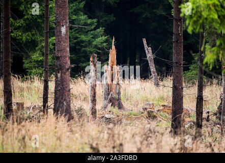 Bad Sobernheim, Germania. 07 ott 2019. Piegate le conifere stand su uno spazio aperto che è stato creato dalla rottura del vento. Il Ministero dell'ambiente della Renania Palatinato spiega su una escursione che lo sviluppo del settore forestale in vista del cambiamento climatico. Credito: Andreas Arnold/dpa/Alamy Live News Foto Stock