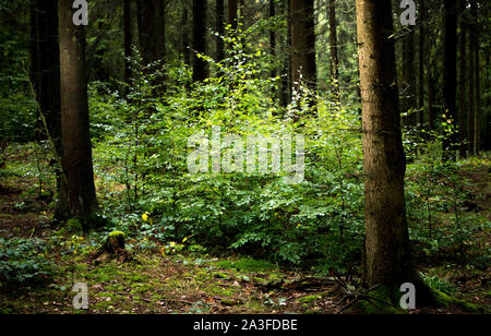 Bad Sobernheim, Germania. 07 ott 2019. Giovani alberi decidui stand in un cosiddetto "grumo" in un bosco di conifere. Queste misure sono destinate a diversificare la foresta. Durante una escursione, Ministero dell'ambiente della Renania Palatinato ha spiegato lo sviluppo della foresta di fronte al cambiamento climatico. Credito: Andreas Arnold/dpa/Alamy Live News Foto Stock