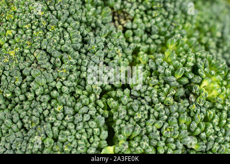 Un intero fresco verde broccoli macro isolato Foto Stock