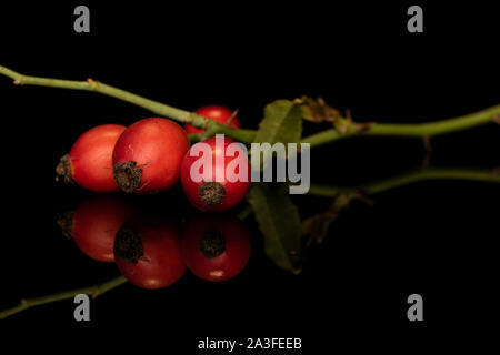Il gruppo di quattro intere fresche di rosa canina rosso isolato sul vetro nero Foto Stock