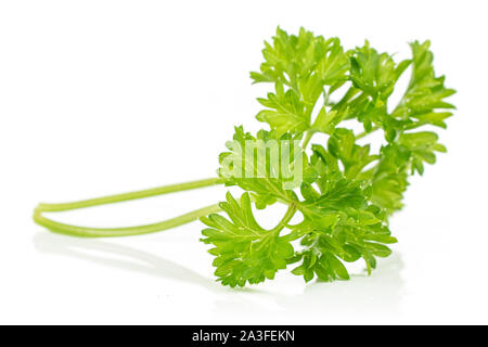 Un pezzo di fresco verde prezzemolo isolati su sfondo bianco Foto Stock