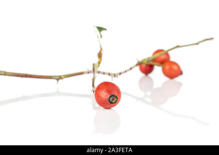 Il gruppo di quattro intere fresche di rosa canina rosso isolato su sfondo bianco Foto Stock