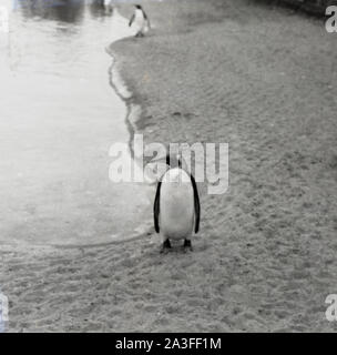 Degli anni Cinquanta, storico, un pinguino solitario a piedi da un laghetto presso lo Zoo di Londra, Londra, Inghilterra, Regno Unito. I Pinguini sono adorabili creature e ther tremolanti a piedi e smoking-come l'apparenza dà loro un singolare appello e qualcosa che non può essere visto in altri animali. Foto Stock