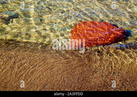 Medusa vicino a una grande pietra marrone sott'acqua in mare closeup su soleggiate giornate estive Foto Stock