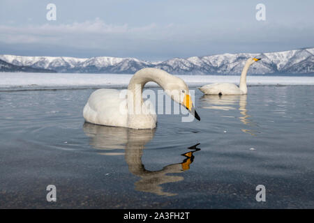 Whooper gironzolano sul Lago di Kussharo, Hokkaido in Giappone Foto Stock