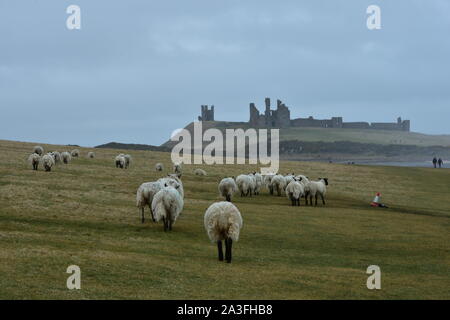 Il castello di Dunstanburgh in primavera, Northumberland Foto Stock