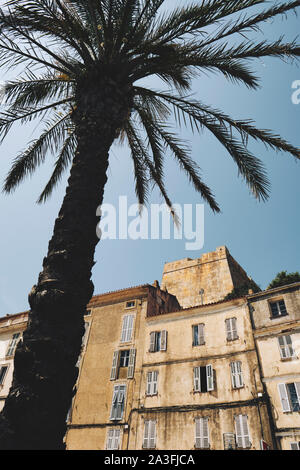 Un albero di palma e la cittadella città di Bonifacio sulla punta meridionale dell'isola francese della Corsica - Corse du Sud Francia. Foto Stock