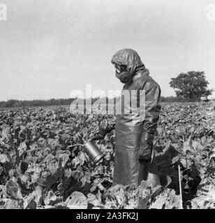 Degli anni Cinquanta, storiche, l'uomo con una tuta di protezione, guanti e indossa una maschera a gas in piedi al di fuori di un campo di colture di spruzzatura usando un piccolo spruzzatore di metallo, Inghilterra, Regno Unito. Foto Stock
