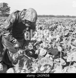 Degli anni Cinquanta, storiche, l'uomo con una tuta di protezione, guanti e indossa una maschera a gas al di fuori di un campo di colture di spruzzatura usando un piccolo spruzzatore di metallo, Inghilterra, Regno Unito. Foto Stock