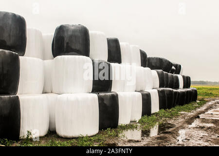 Round di balle di insilato avvolte in una in bianco e nero e di membrana prevista come una piramide. Cibo per le mucche in inverno. Podlasie, Polonia. Foto Stock