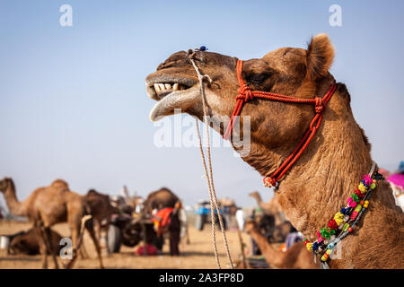 Cammelli a Pushkar Mela Camel fair in Rajasthan Foto Stock