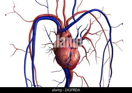 Cuore il modello w/percorso di clipping, cuore umano modello, completa il percorso di clipping incluso, cuore umano per studio medico, cuore umano anatomia Foto Stock