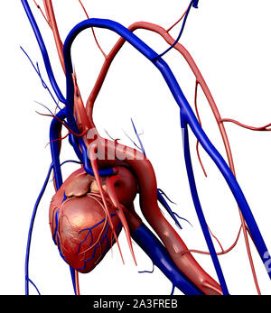 Cuore il modello w/percorso di clipping, cuore umano modello, completa il percorso di clipping incluso, cuore umano per studio medico, cuore umano anatomia Foto Stock