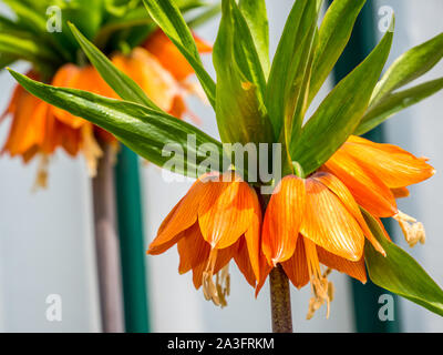 Fritillaria imperialis in primavera Foto Stock