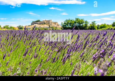 Campi di Lavanda presso il village Gordes, una piccola cittadina medievale in Provenza, meta di viaggio in Francia. Foto Stock