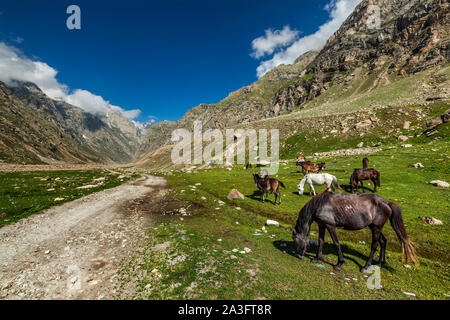 Cavalli al pascolo in Himalaya Foto Stock