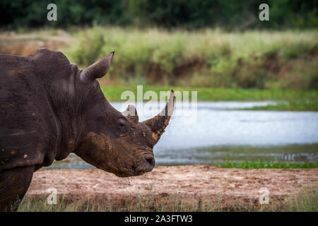 Rinoceronte bianco del sud ritratto in Hlane Royal National Park, dello Swaziland ; Specie Ceratotherium simum simum della Famiglia Rhinocerotidae Foto Stock