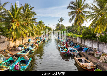 Le barche colorate sono ancorati lungo le rive di Hamilton il canale nel villaggio di pescatori del distretto di Negombo, Sri Lanka. Foto Stock