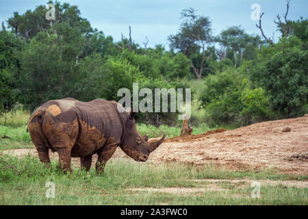Rinoceronte bianco del sud in Hlane Royal National Park, dello Swaziland scenario; Specie Ceratotherium simum simum della Famiglia Rhinocerotidae Foto Stock