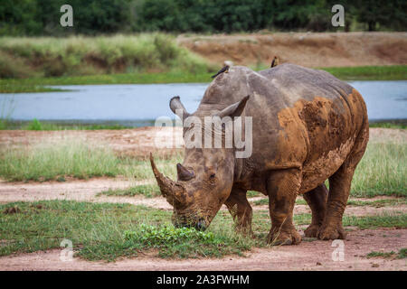 Rinoceronte bianco del sud in Hlane Royal National Park, dello Swaziland ; Specie Ceratotherium simum simum della Famiglia Rhinocerotidae Foto Stock