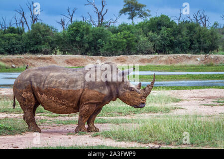 Rinoceronte bianco del sud in Hlane Royal National Park, dello Swaziland scenario; Specie Ceratotherium simum simum della Famiglia Rhinocerotidae Foto Stock