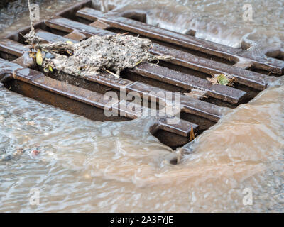 Esecuzione di Gulli in heavy rain Foto Stock