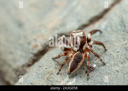 Il nord del Jumping Spider, Euryattus sp., con occhi grandi e soffici palpi compreso lo spazio di copia Foto Stock