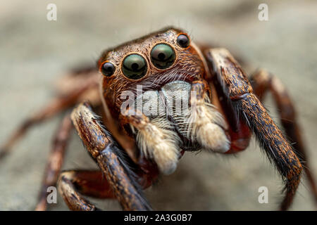 Il nord del Jumping Spider, Euryattus sp., con occhi grandi e soffici palpi Foto Stock